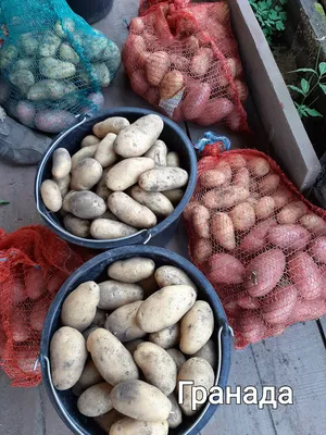 Продам картофель Гранада, купить картофель Гранада, Херсонская обл —  Agro-Ukraine