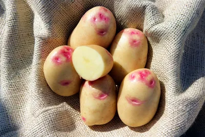 ≡ Семенной картофель Доната (среднеранний) 1 репродукция - Купить в Украине  ᐉ Цены, Отзывы – LUTSENA
