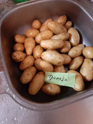 Гранада картофель фото фотографии