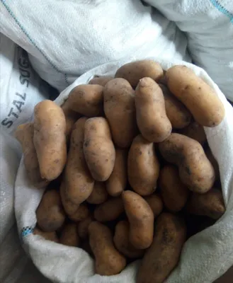 Отдам картофель, сорт Гранада - Петриковка - Картофель (картошка) — APKUA