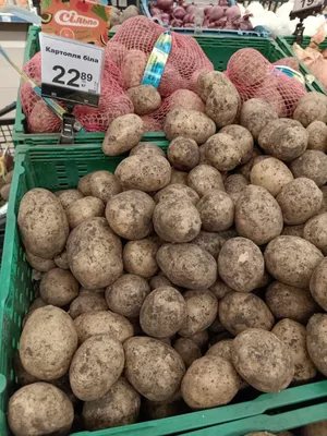 Продам картофель Гранада, Черниговская обл., Картофель — Agrotorg