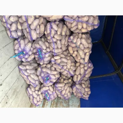 ФХ Маланка. Купить семенной картофель - Гранада, Ред Скарлет, Пикассо |  Facebook