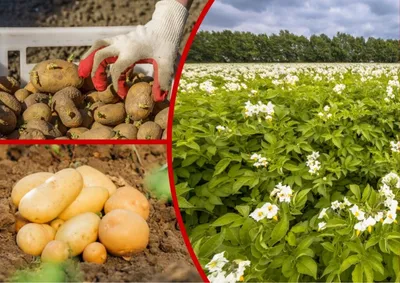 Продам картофель семенной сорт, Гранада - Черниговская обл — Agro-Ukraine