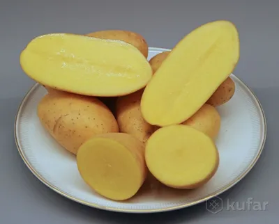 Какой картофель сажать весной 2023 – сорта, дающие наилучший урожай -  Lifestyle 24