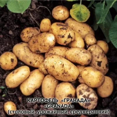 Семенной картофель Ранний посадочный картофель Семенная картошка сорта  ГРАНАДА 1 репродукции (ID#1592424368), цена: 35 ₴, купить на Prom.ua