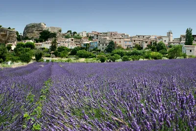 Visite Guidée Grasse N°1 - Visite De Parfumerie Incluse