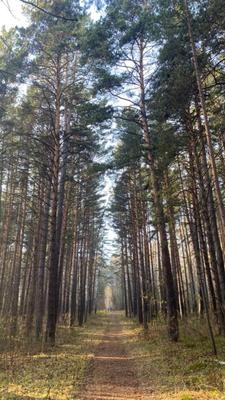 Отзыв о Эко-парк \"Гремячая грива\" (Россия, Красноярск) | Живописный лесной  ландшафт