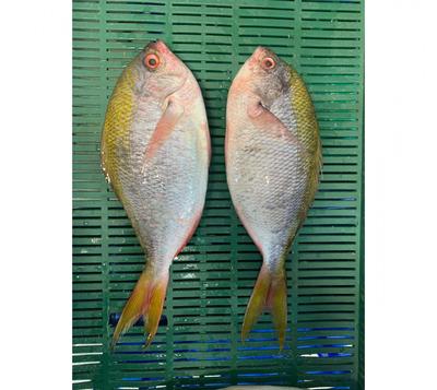Копченый сом на магазине рыб в самаре Стоковое Фото - изображение  насчитывающей продукция, морепродукты: 88259048