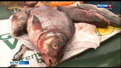В Самарской области Роспотребнадзор обнаружил некачественную рыбу – Новости  Самары и Самарской области – ГТРК Самара