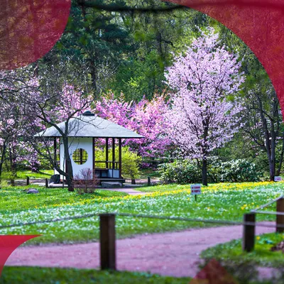 5 живописных японских мест в городах России, где можно полюбоваться  цветущей сакурой | Платежная система JCB | Дзен
