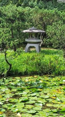 Японский сад в Ботаническом саду, Москва - «Прекрасен и летом,и зимой...» |  отзывы