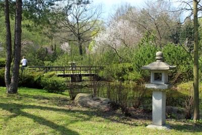 Файл:Японский сад в Ботаническом саду во время цветения сакуры.jpg —  Википедия