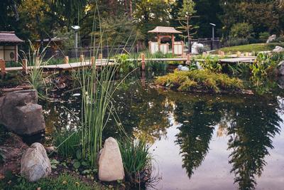 Японский сад, Москва: лучшие советы перед посещением - Tripadvisor