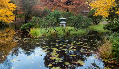 Японский сад вднх сакура (62 фото) - 62 фото