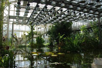 Японский Сад в Москве – OrchidDream