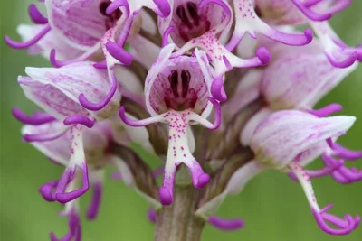 Ятрышник итальянский ( Orchis italica ) или Итальянская орхидея? - YouTube