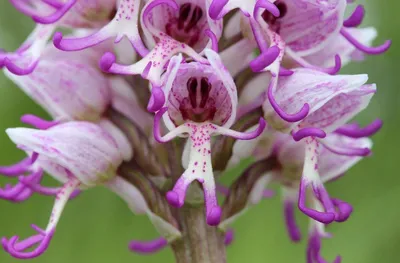 Ятрышник итальянский, дикая орхидея