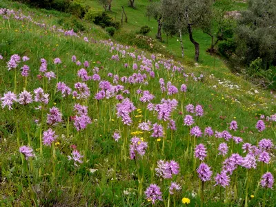 Orchis italica - Изображение особи - Плантариум
