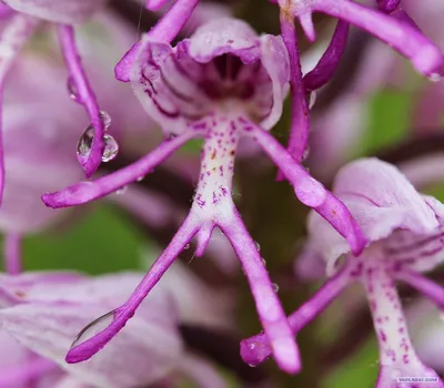 Редкие сорта орхидеи: 5 самых необычных видов | Fifty Flowers | Дзен