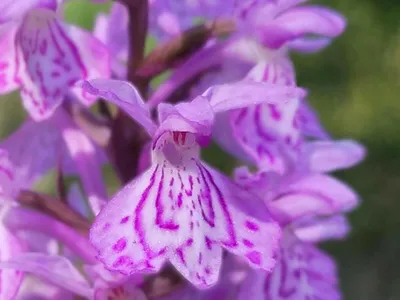 11 удивительных растений, которые можно назвать настоящим чудом природы -  onedio.ru