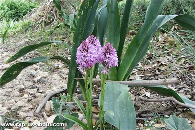 Ятрышник итальянский (Orchis Italica) - \"Орхидея-голый-мужчина\"| Всё об  Орхидеях