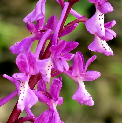 Ятрышник (северная орхидея): описание, фото, виды, посадка и уход