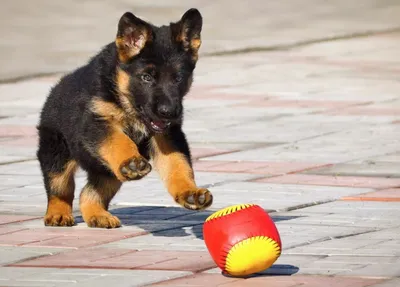Мячик для хорошего мальчика: выбираем игрушку для собаки | Зоозавр | Дзен