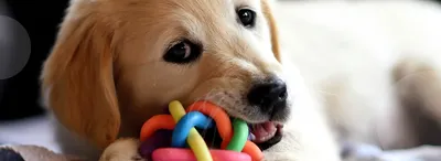 10 развивающих игрушек для собак своими руками - Dogtricks.ru