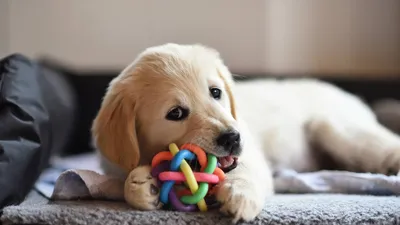 Матрешки собаки разных пород, развивающие игрушки, 5 шт купить в интернет  магазине | Matryoshka.by