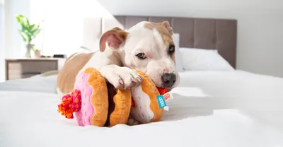 Купить большие игрушки собаки купить из натурального меха барон капучино  онлайн