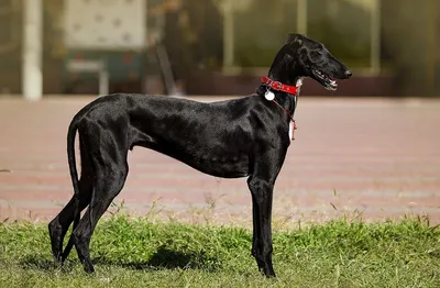 Испанский гальго (Spanish Greyhound) (Породы собак) Энциклопедия о животных  EGIDA.BY
