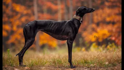 Испанская борзая: характер и описание породы | Royal Canin