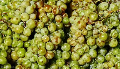 Сезонные фрукты и ягоды в Испании. Когда и что покупать?