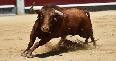 Испанский бык в арене стоковое фото. изображение насчитывающей коррида -  118640022