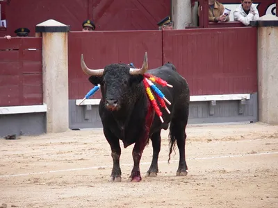 Испанский бык