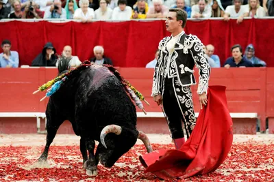 Фигурка животного Collecta Испанский бык