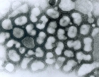 Вирус гриппа Калифорния (A/H1N1). Поможет ли русское «авось»? - статьи  компании «РАСТЕР»