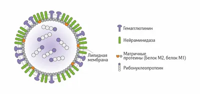 Грипп — Википедия