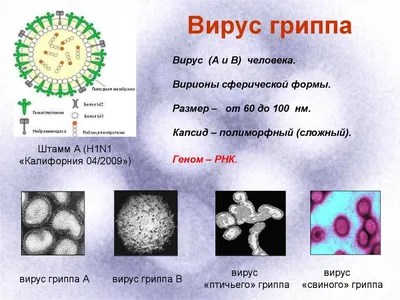 Испанский» ужас: что известно о самой страшной пандемии в истории  человечества — РТ на русском