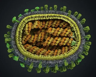 Вирус гриппа Калифорния (A/H1N1). Поможет ли русское «авось»? - статьи  компании «РАСТЕР»