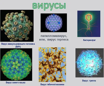 Насколько COVID-19 может быть опаснее гриппа. Факты и цифры | Коронавирус -  НАНГС