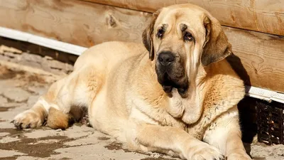 Испанский мастиф собака: фото, характер, описание породы