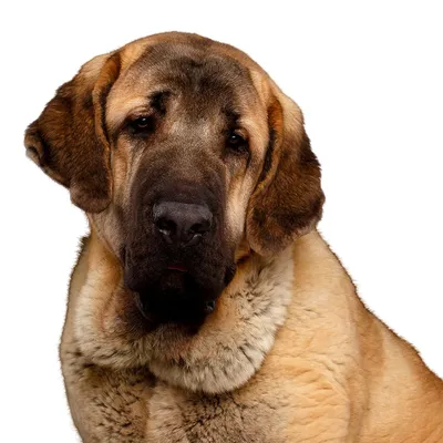 Испанский мастиф – порода собак