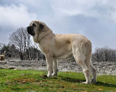 Испанский мастиф - описание породы собак: характер, особенности поведения,  размер, отзывы и фото - Питомцы Mail.ru