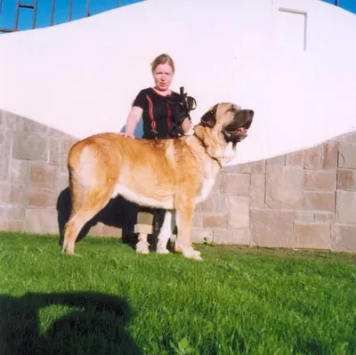 Испанский мастиф: характеристики породы собаки, фото, характер, правила  ухода и содержания