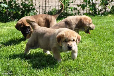 Испанский Мастиф | Все О Породе: Фото, Сколько Стоит? | Mastiff dog breeds,  Top dog breeds, Spanish mastiff