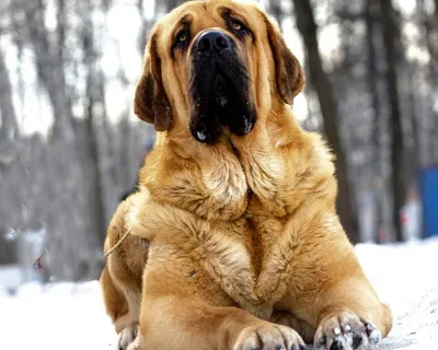 Испанский мастиф (Spanish Mastiff) - это умная, решительная и самоуверенная  порода собак. Отзывы, фото, отзывы.