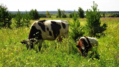 Как отучить коров от «вредных» привычек? - АгроНовости