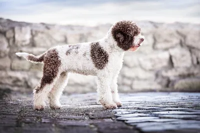Собака болонка: фото и описание, характеристика породы - Animallist.ru