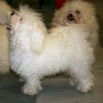 Белые собаки: популярные породы, особенности ухода за шерстью